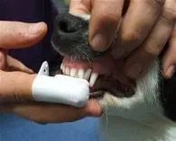 Brushing your dogs teeth with a finger toothbrush.