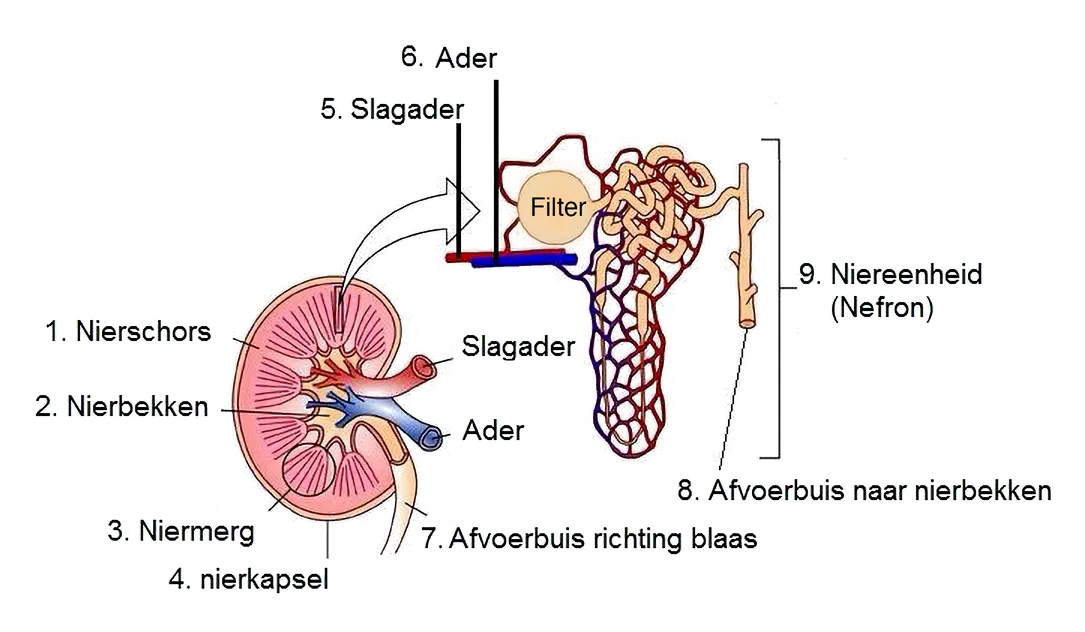 Kidney schematic