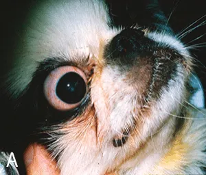 1.1 Classic appearance of brachycephalic ocular syndrome in a dog. Note the enlarged palpebral fissure that allows excessive “show” of the sclera, poor coverage of the cornea, trichiasis from the medial canthus and a nasal fold, and tear staining present nasal and ventral to the eye.