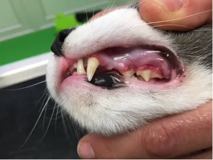 Cat with inflamed gums