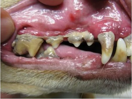 Dog with serious gums infection (periodontitis)