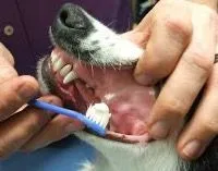 Brushing your dogs teeth with a regular toothbrush.