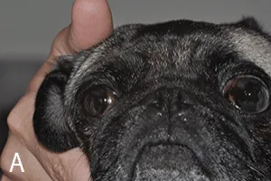 2.1.1 A pug dog with brachycephalic ocular syndrome