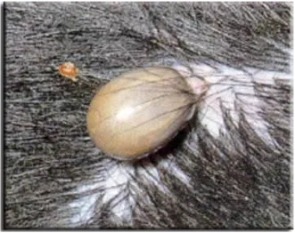 Tick on a dog