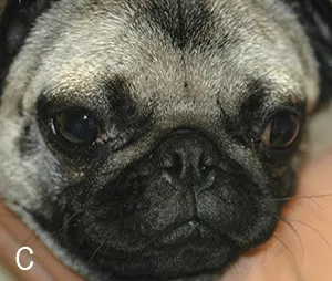 2.2 A pug dog after a medial canthoplasty procedure