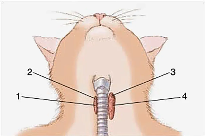 A cats thyroid gland