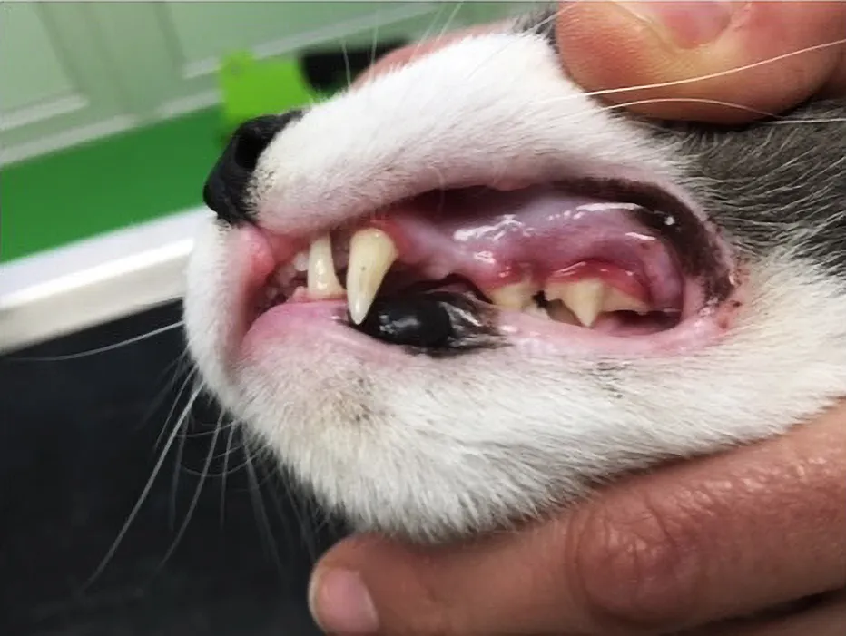 Inspecting your cats teeth