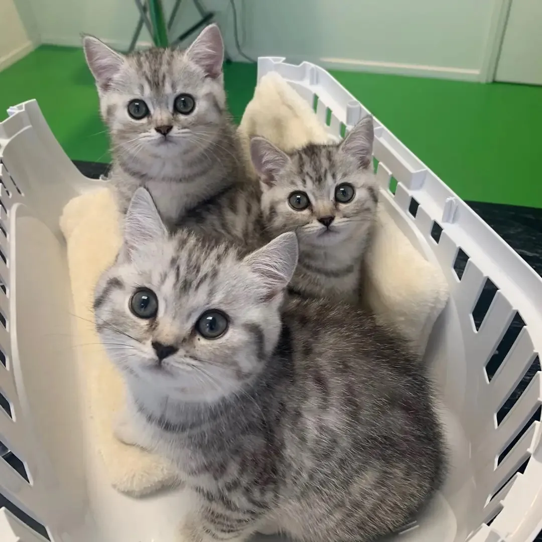 Jimmy en Mila, 2 Britse korthaar katten die beide bij ons in de praktijk komen, zijn 9 weken geleden trotse ouders geworden van deze 3 prachtige kittens. Vandaag kwamen ze voor hun eerste vaccinatie. Zijn ze niet ontzettend lief. En het hele gezin woont dus nog samen, hoe bijzonder is dat! ❤️