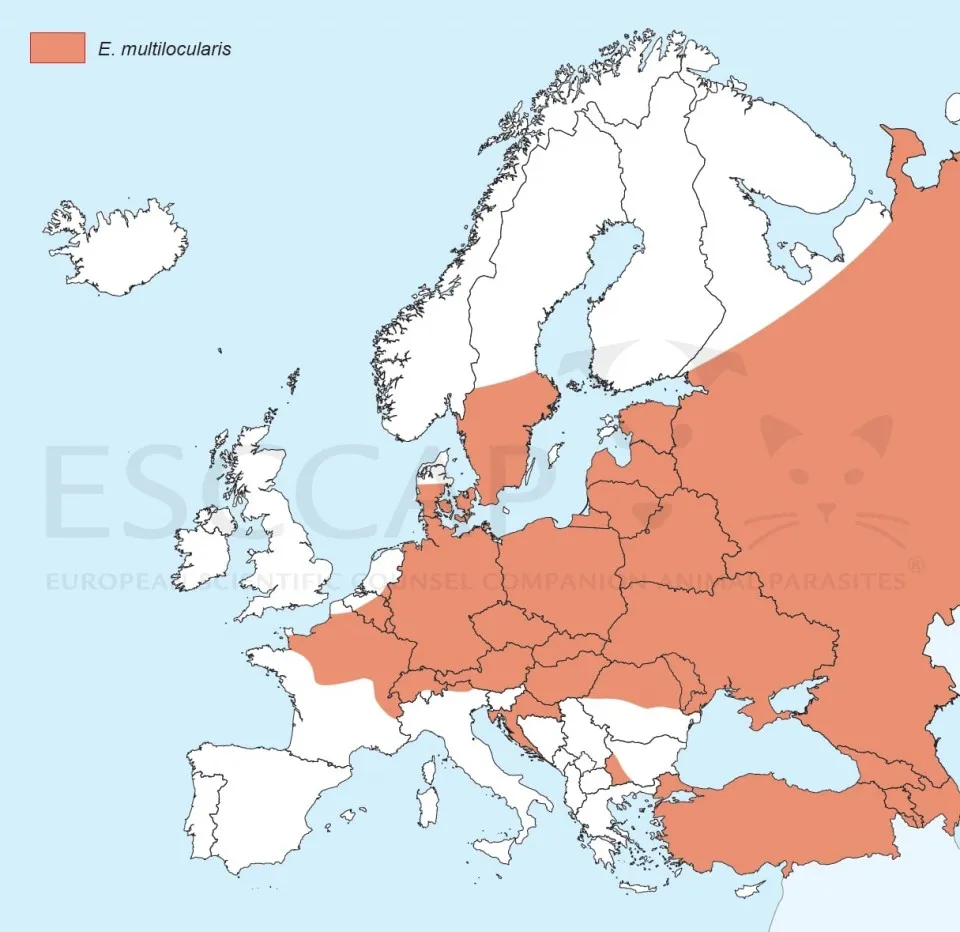 Figure 1. Distribution of fox tapeworm in Europe. (ESCCAP.org)