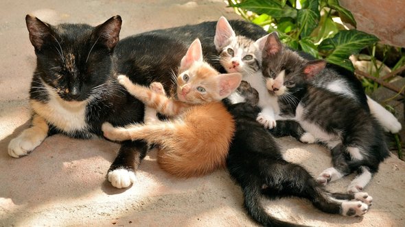 Nesting of kittens