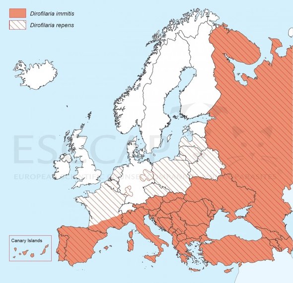 Figure 2. Heartworm spread in Europe. (ESCCAP.org)