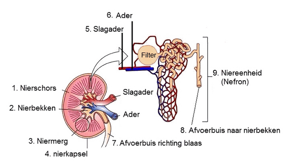 Kidney schematic