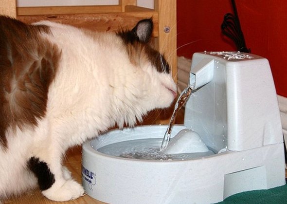 A drinking fountain for cats
