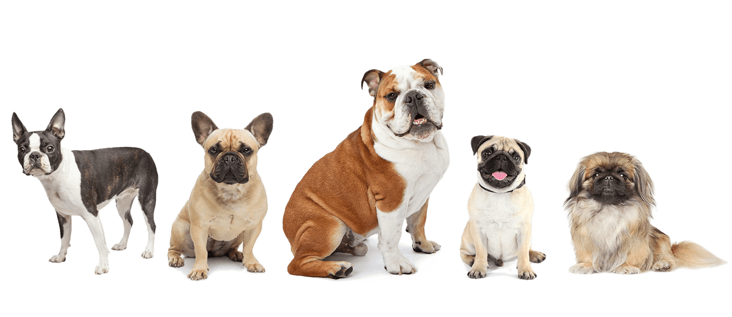 Treatment of short muzzled dogs (i.e. bulldogs and pugs)