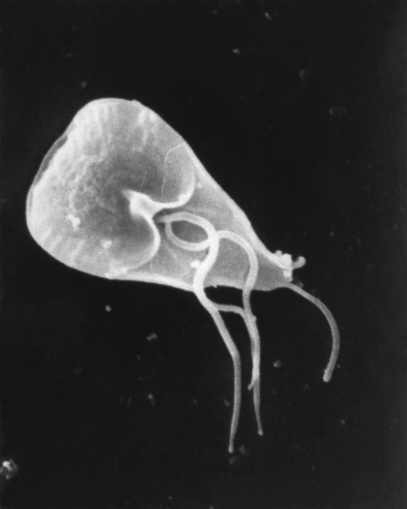 Giardia is a unicellular parasite of dogs, cats and humans